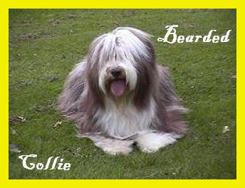 Bearded Collies